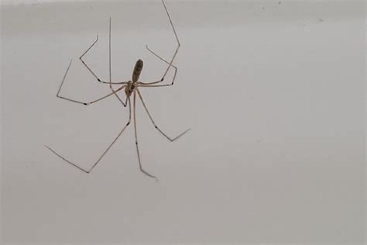 Are daddy long legs dangerous?