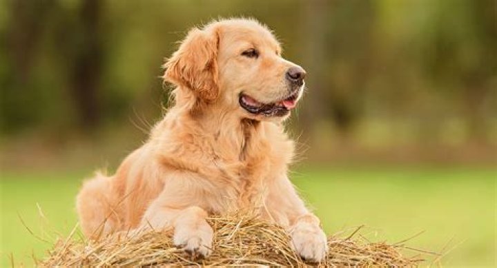 Are golden retrievers long haired?