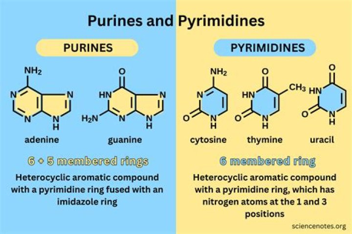 Are pyrimidines water soluble?