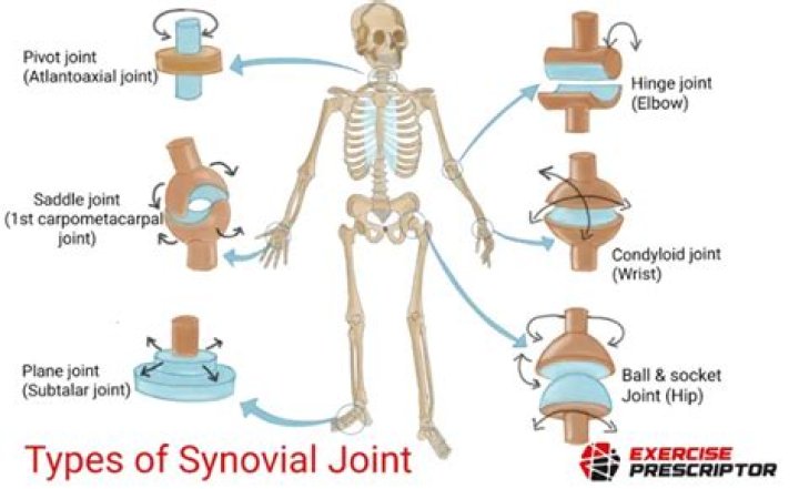 Are synovial joints freely movable?