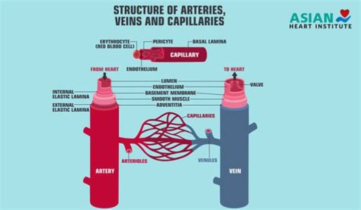 Are venules smaller than capillaries?
