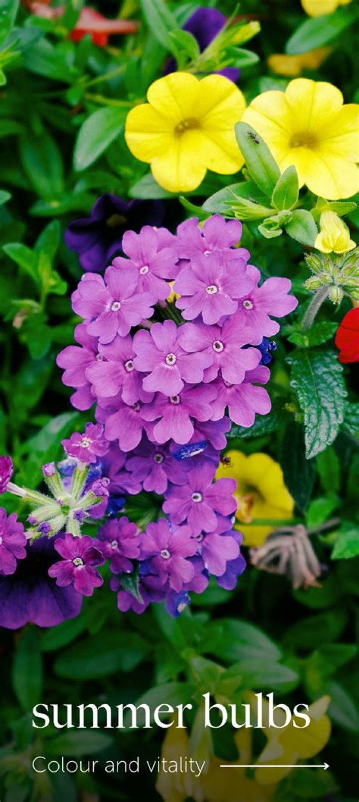 By plants online uk?