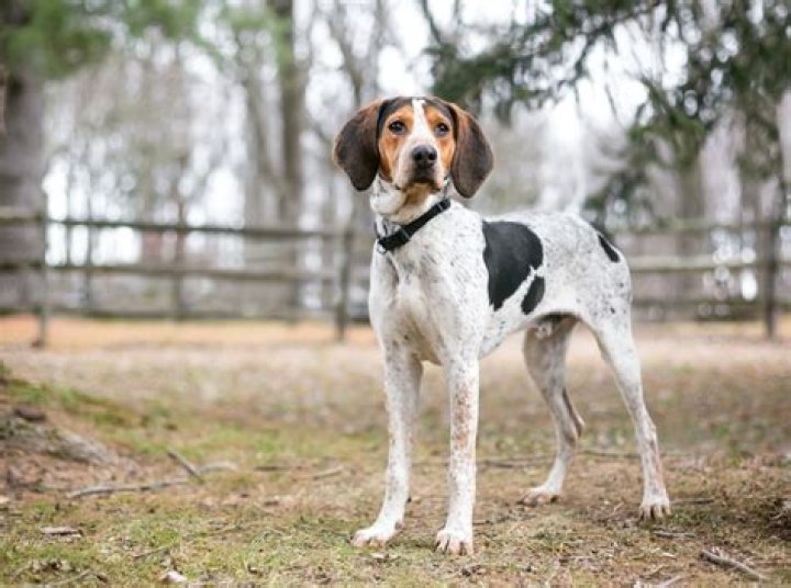 Can coonhounds climb trees?