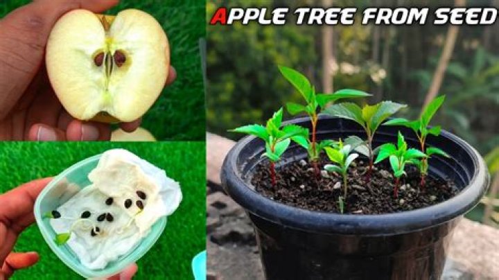 Do macintosh apples grow from seeds?