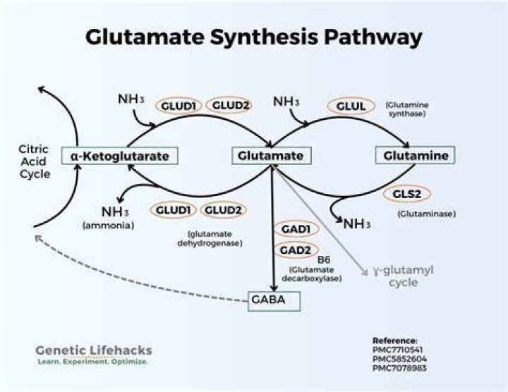 Does glutamine synthetase use atp?