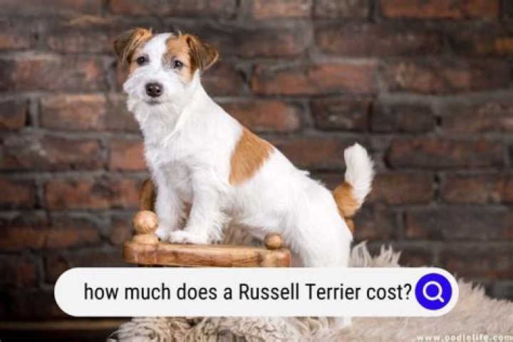 How much is a jack russell worth?