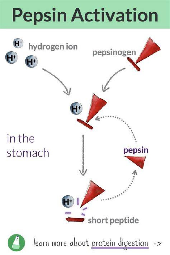 How pepsinogen is formed?
