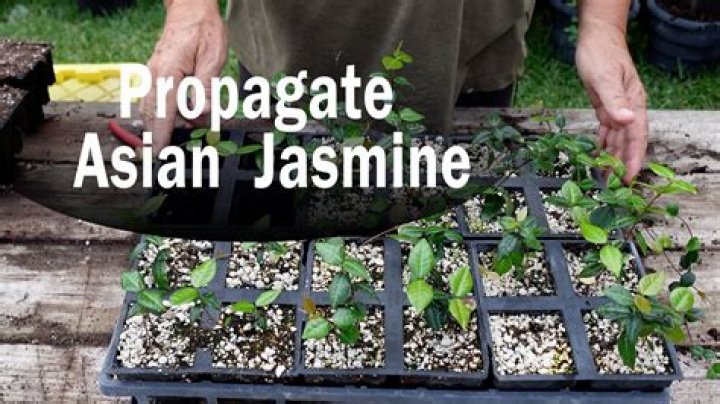 How to propagate asiatic jasmine?