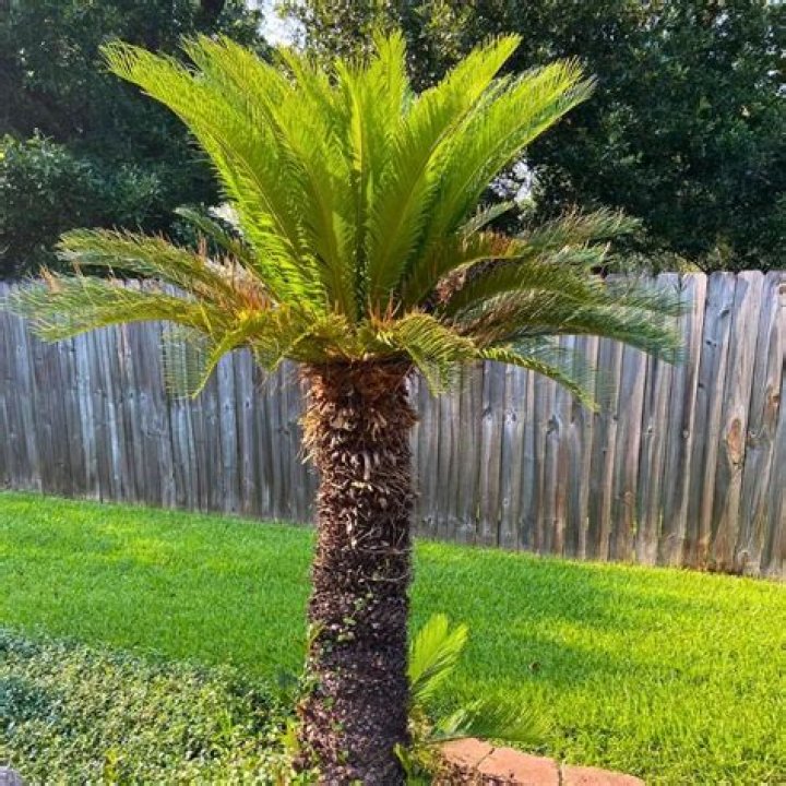Is a sago palm a palm tree?