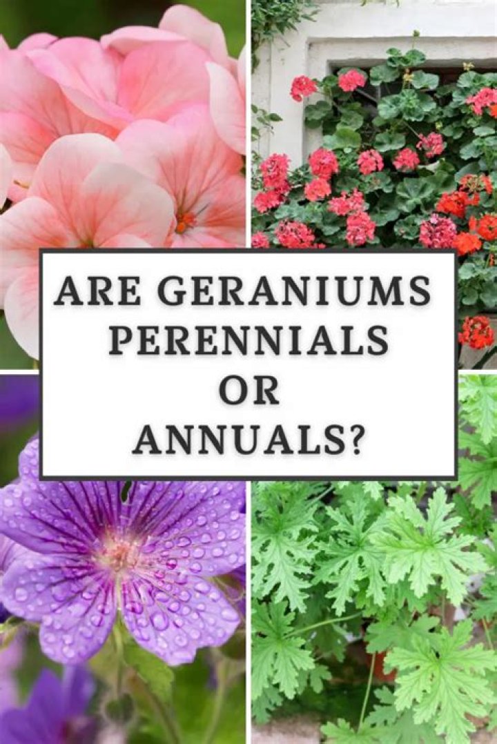 Is geraniums annuals or perennials?