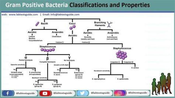 Is gram positive bacilli harmful?