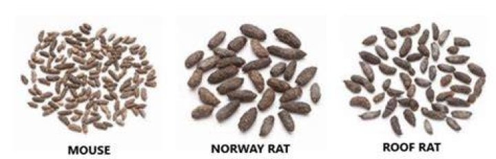 Is mouse poop brown?