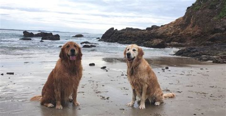 Is nobbys beach dog friendly?