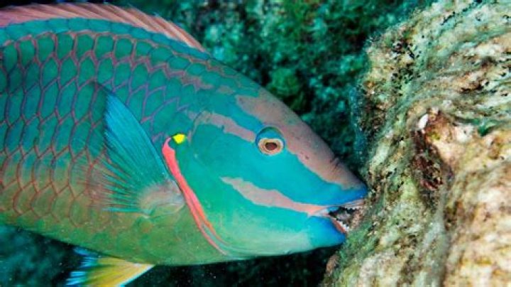 Is parrotfish good for you?