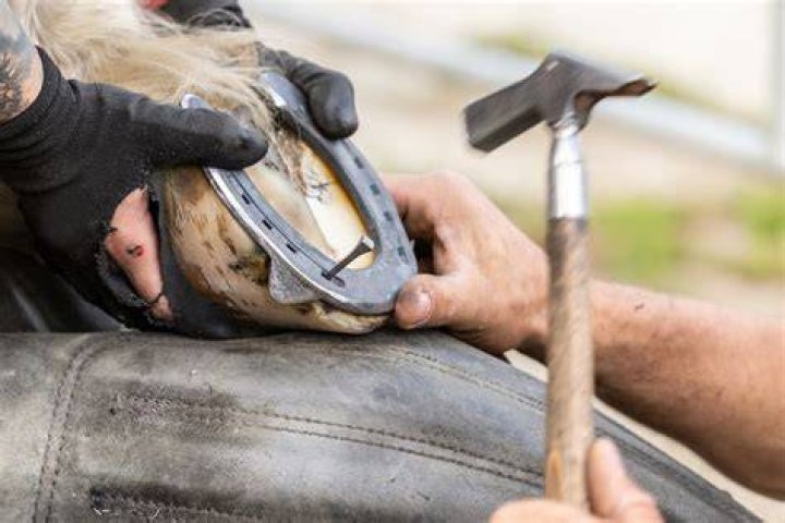 Should a farrier hit a horse?