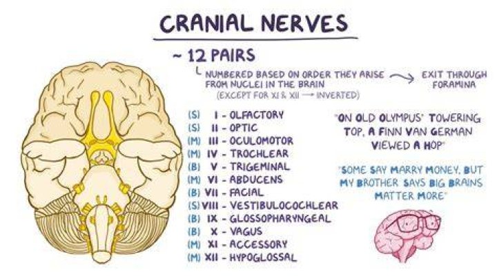 What cranial nerve is responsible for hearing?
