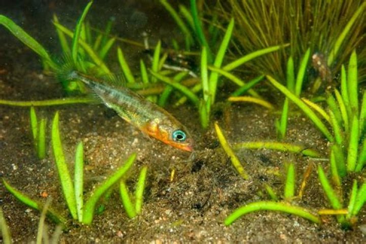 What do 3 spined sticklebacks eat?