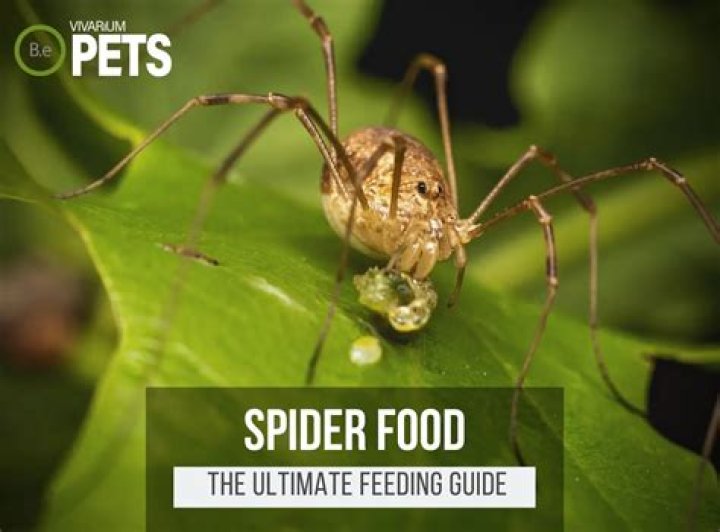 What do spiders eat and drink?