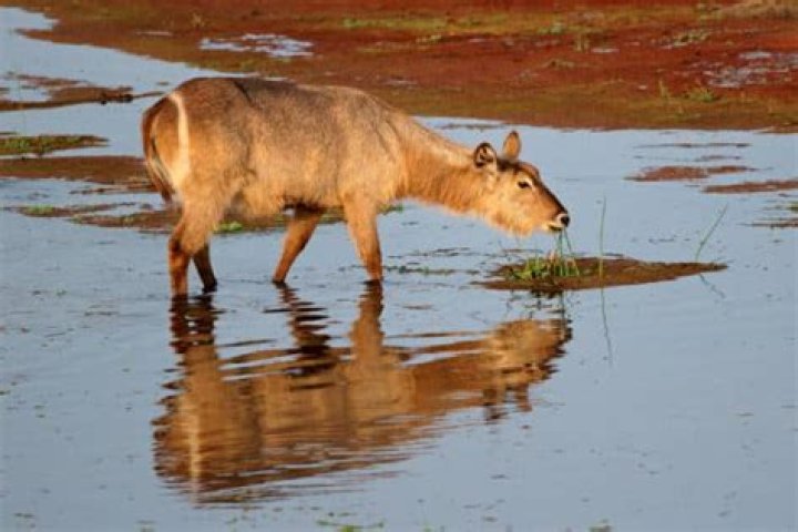 What do waterbucks eat?