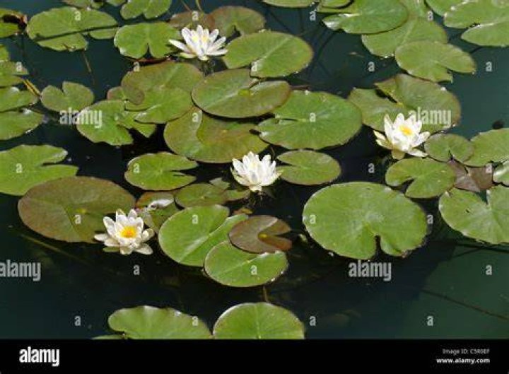 What does nymphaea mean?