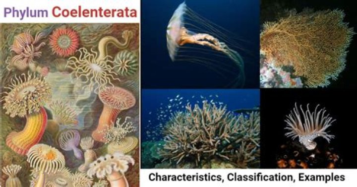 What is a coelenterate meaning?