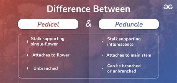 What is stalk or pedicel?