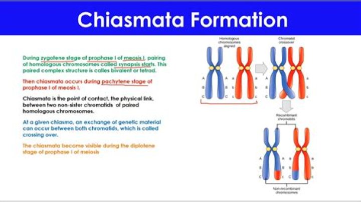 What is the difference between chiasma and chiasmata?