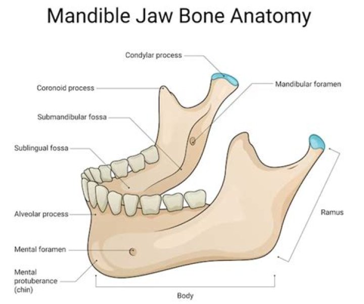 Whats located under your jaw?