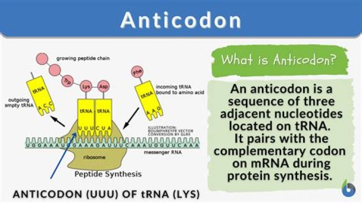 Whats the anticodon for cca?