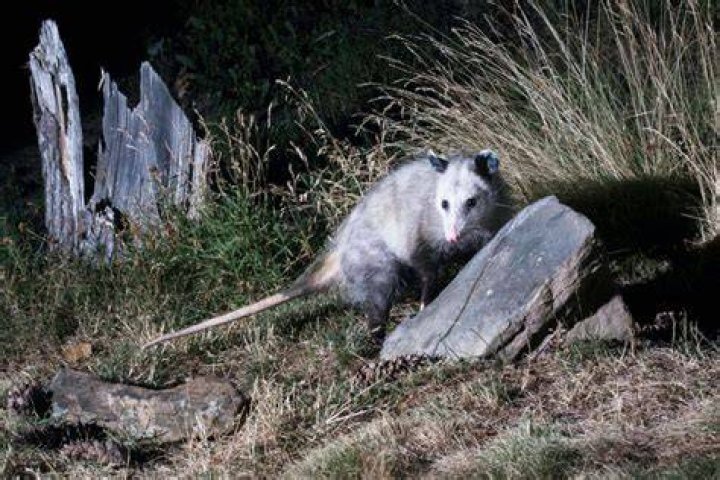 When possums play dead?