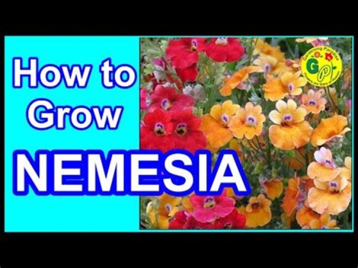 When to plant nemesia?