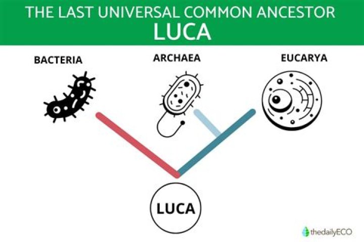When was the last universal common ancestor?