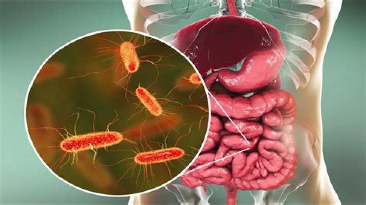 Where are commensal bacteria found?