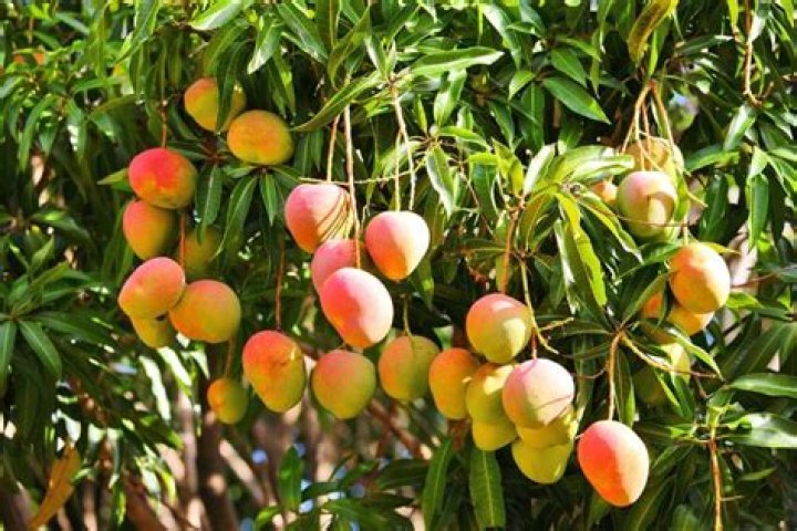Where are mangoes grown?
