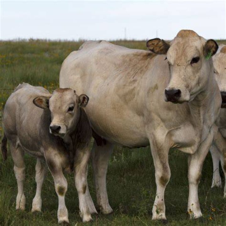Where is piedmontese beef located?