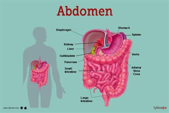 Where is the abdomen?
