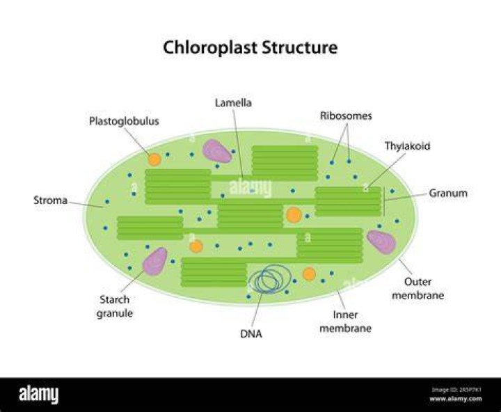 Where is the chloroplast stroma?
