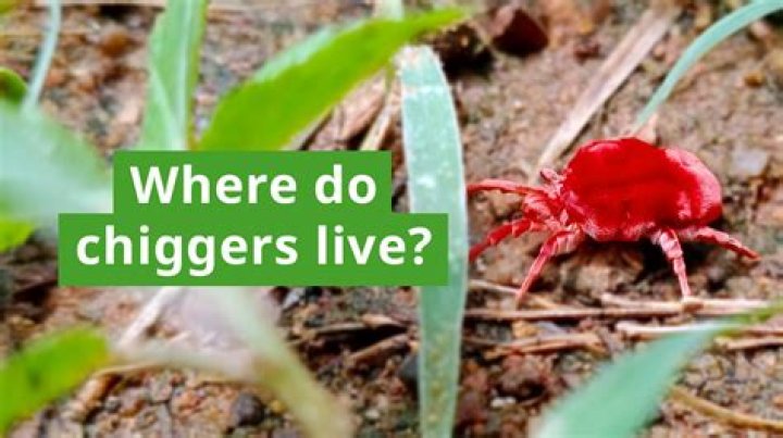 Where to chiggers come from?