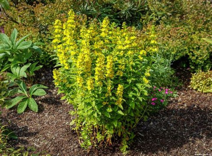 Where to find lysimachia punctata?