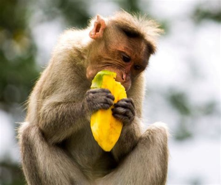 Which animals eat mangoes?