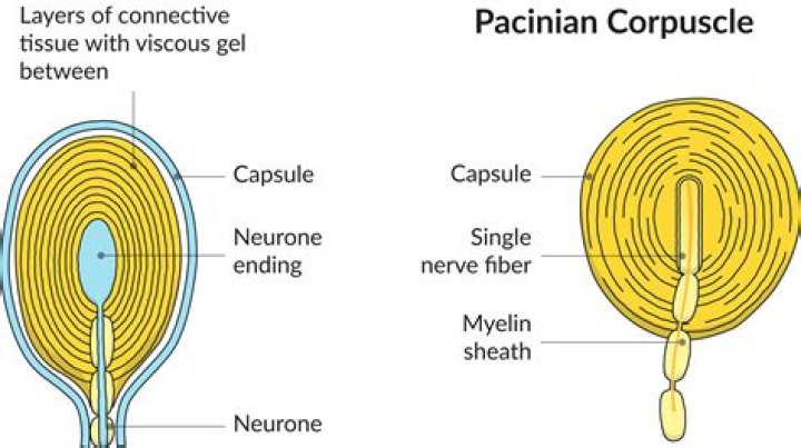 Which blood corpuscle is largest in diameter?