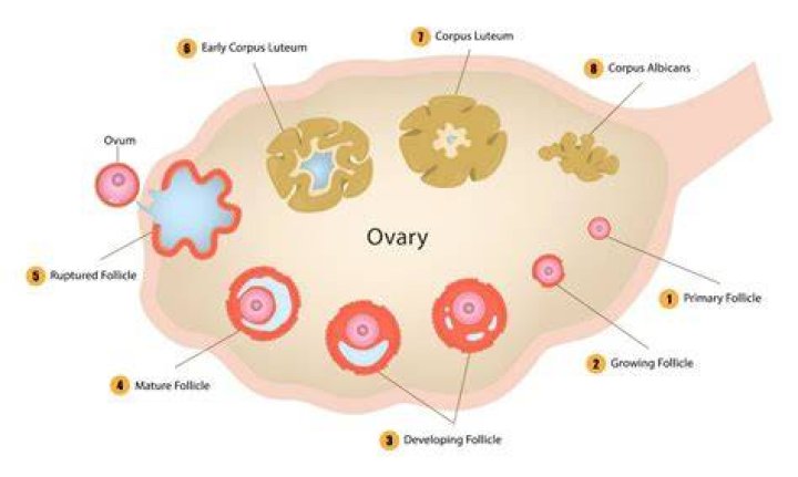Which follicle ruptures during ovulation?