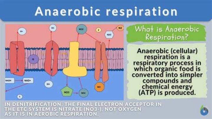 Which stage did anaerobes first appear?