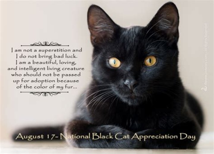 Why are black cats black?