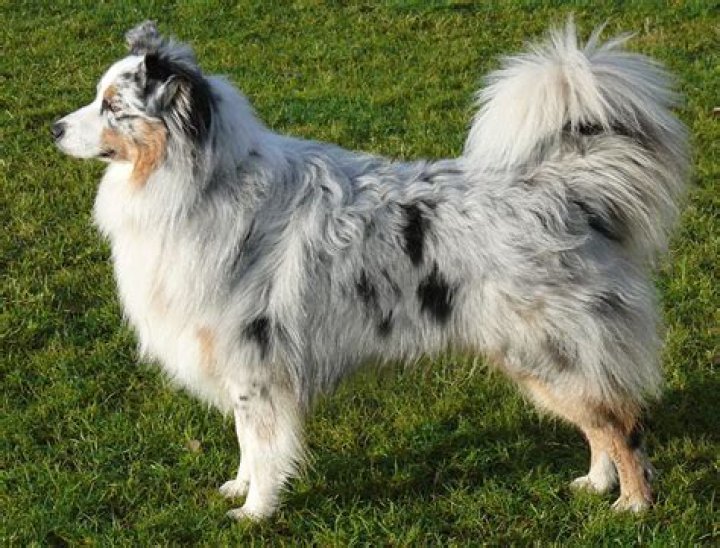 Why do they cut aussies tails?