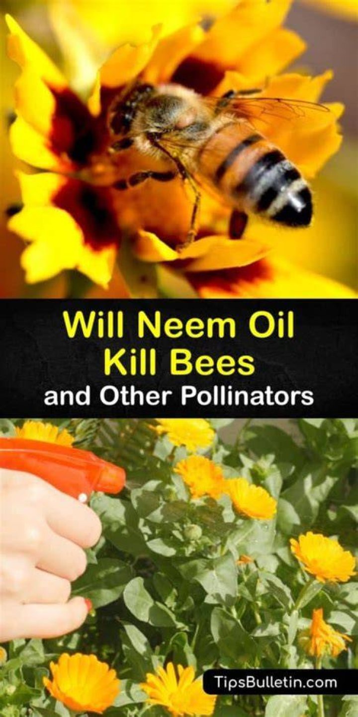 Will neem oil kill honey bees?